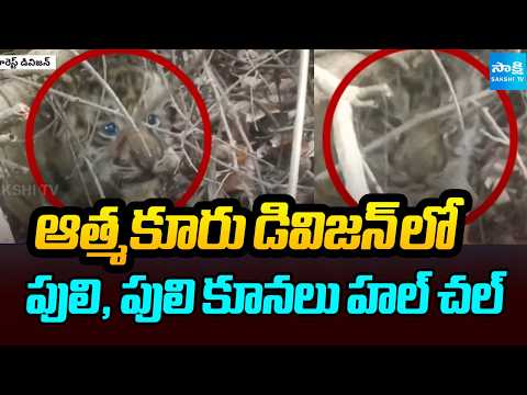 ఆత్మకూరు డివిజన్ లో పులి, పులి కూనలు హల్ చల్ | Tiger Spotted At Atmakur,Nandyal District | Sakshi Tv - SAKSHITV
