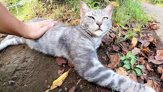 【アメショー】美しいサバトラ猫をモフっていたら、先輩猫も乱入してきた