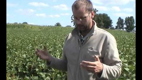 White Mold in Soybeans
