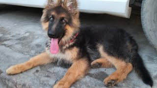 Jack 1 to 3months14 days#doglover #germanshepherd #ytshort #dogs #shorts by Its_jack_GSD 13,072 views 11 months ago 4 minutes, 40 seconds
