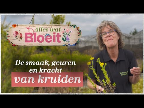 Video: Is kruiden een smaak?