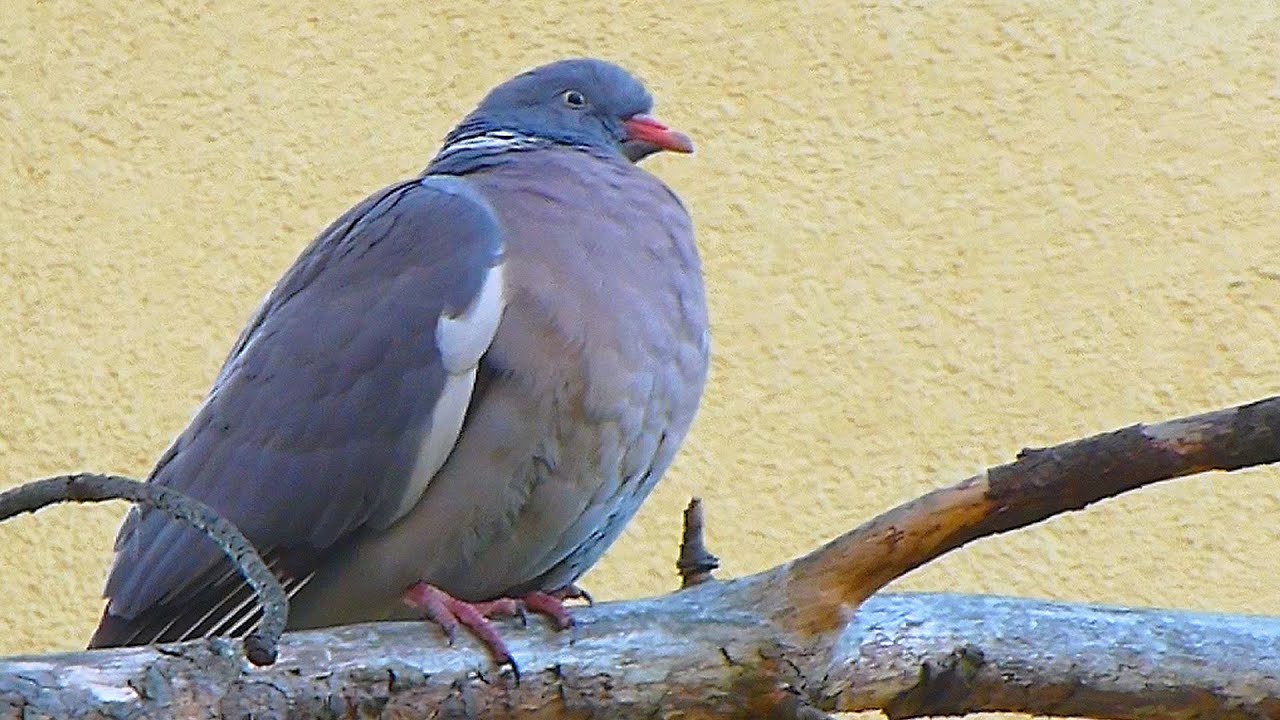 Holub hřivnáč - The Common Wood Pigeon (Columba palumbus) 