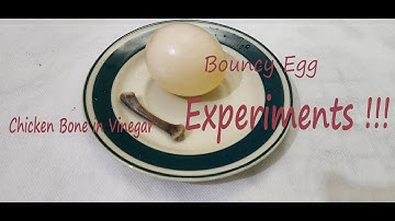 Rubber Egg Experiment l Chicken Bone in Vinegar Experiment l #experiment #easyexperiment #bouncyegg