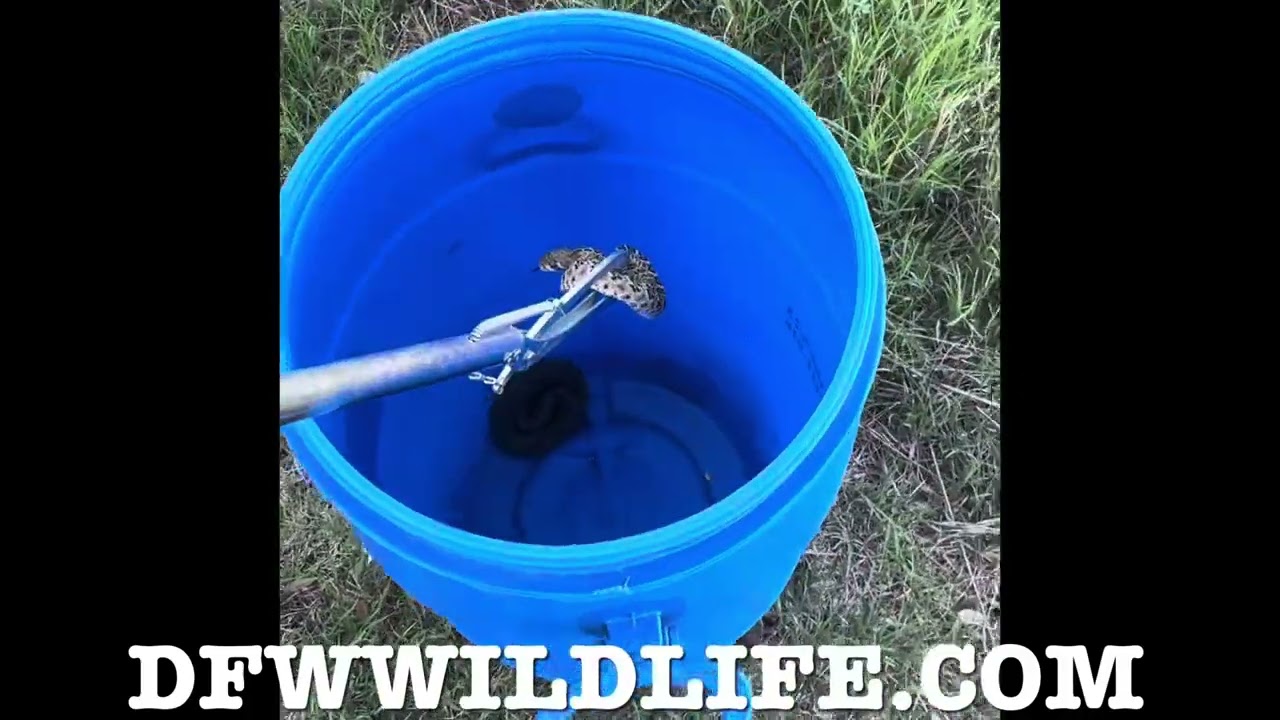 Snake removal, Dallas Fort Worth Wildlife Control ￼