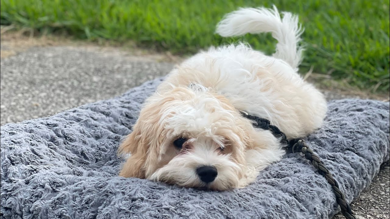 Charlie H - Two Weeks of Training - Board & Train Wrap Up - Cavachon, 4.5 Months Old