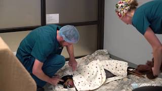 Spay/Neuter Patient Care: Patient Recovery