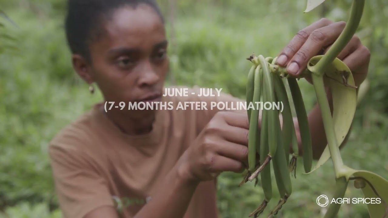 Vanilla cultivation and curing by Agri Spices