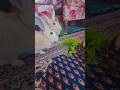 Travel diary Salt Pepper &Veera #bunny #rabbit #bunny#veera #almora #uttarkhandvlog #cute #thursday