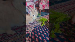 Travel diary Salt Pepper &amp;Veera #bunny #rabbit #bunny#veera #almora #uttarkhandvlog #cute #thursday