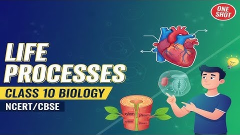 Life Processes in ONE SHOT | Class 10 Biology Quick Revision