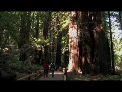 Muir Woods National Monument Tour ~ HD