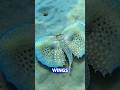Flying Gurnard: Is It A Bird Or A Fish?