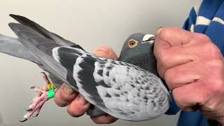 Van Loon 577