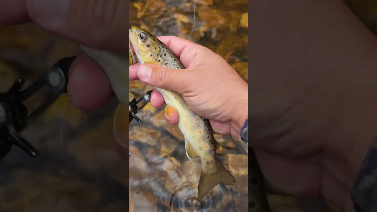 Июльская форель 