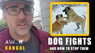 How To Stop A Kangal Dog Fight (And What To Watch Out For) | Ash The Kangal | Turkish Kangal Dogs