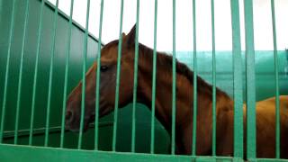 (3) Лошади в конюшне на ЭКВИРОС 2012 (720р HD!)