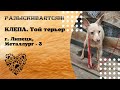 Нашлась! КЛЁПА. Той терьер. г. Липецк, Металлург-3