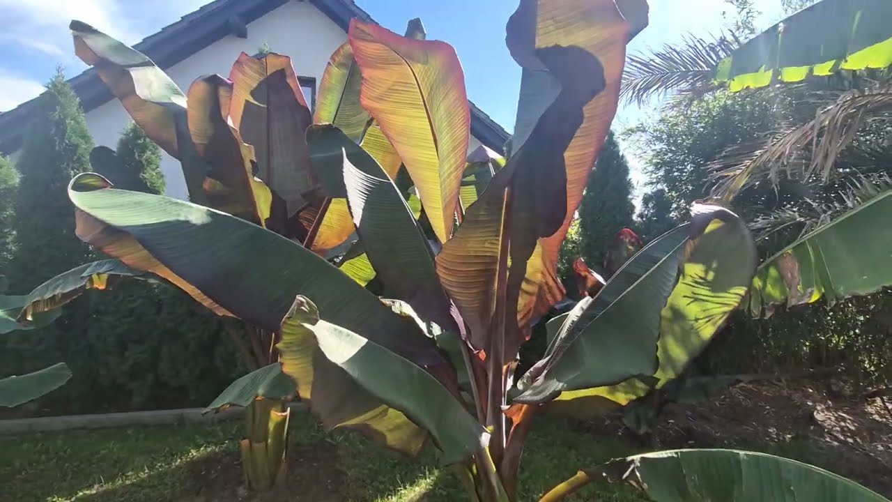 Wrzesień w ogrodzie. Rośliny egzotyczne w Polsce. Palmy z Lubska.