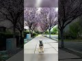 It’s California not Japan. Day walk enjoying spring blossoms admiring nature. #yorkie #dogshorts