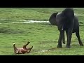 Elephant giving birth to a baby