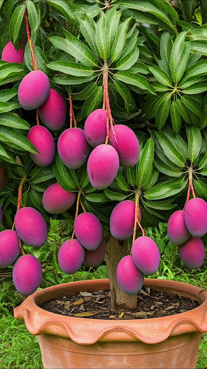 Grow Mango🥭 Plant🌱Using Alovera!