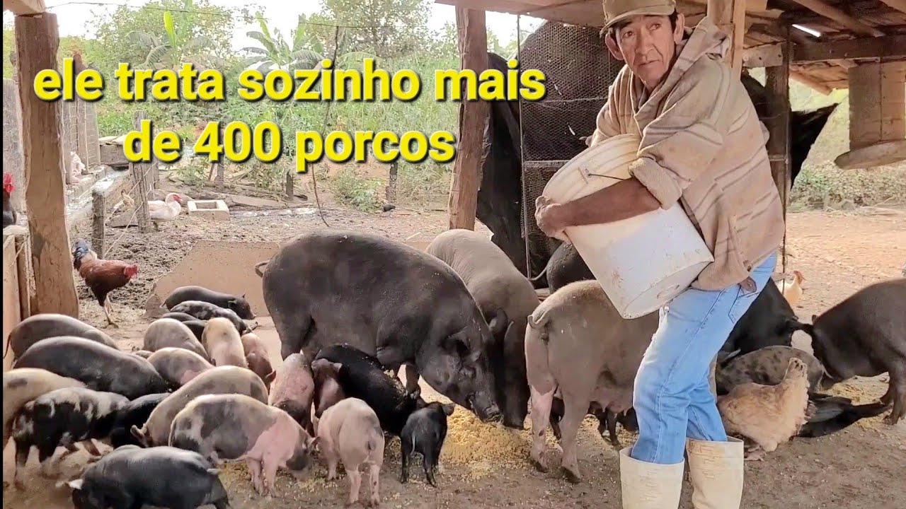 SITIO COM QUASE 500 PORCO SOLTO, A RIQUEZA DA ROÇA