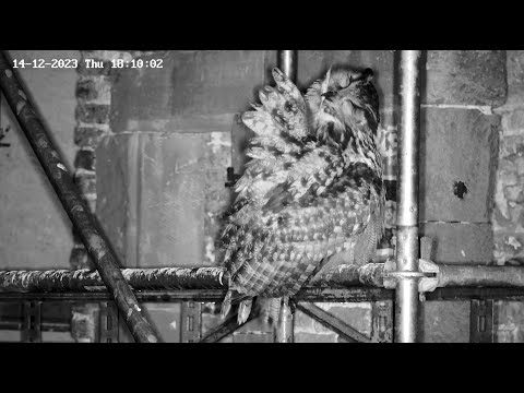 Eifel Eagle Owl Feather Care December 14 2023 live cam preview