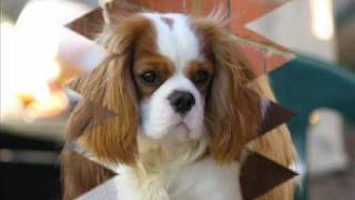 Polonez Cavaliers - Australia