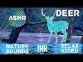 River Sounds for Sleep or Focus | Barking Roe Deer Nature Sounds Relax Video
