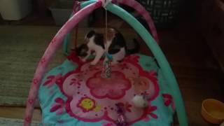 Cali playing with the mobile toy by Becky Johnson - tinytowncatlady 15 views 7 years ago 55 seconds