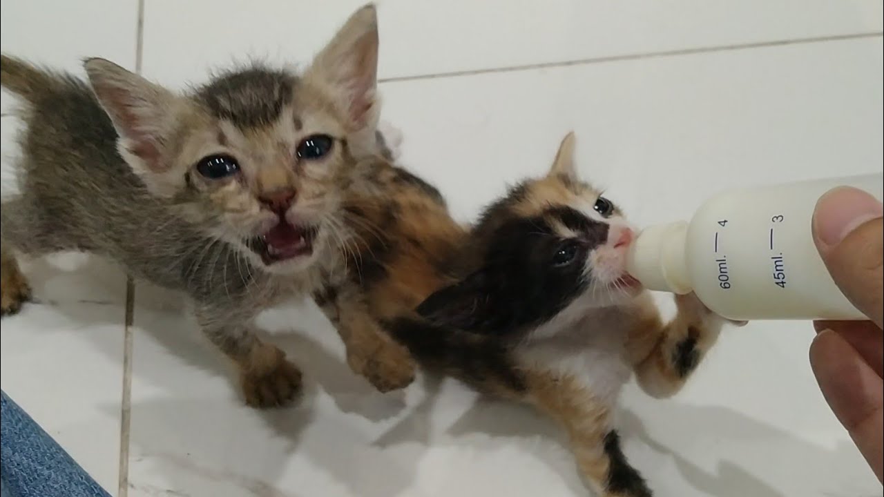 Jealous Orphan Kitten Fights for Milk Bottle Against Abandoned Kitten