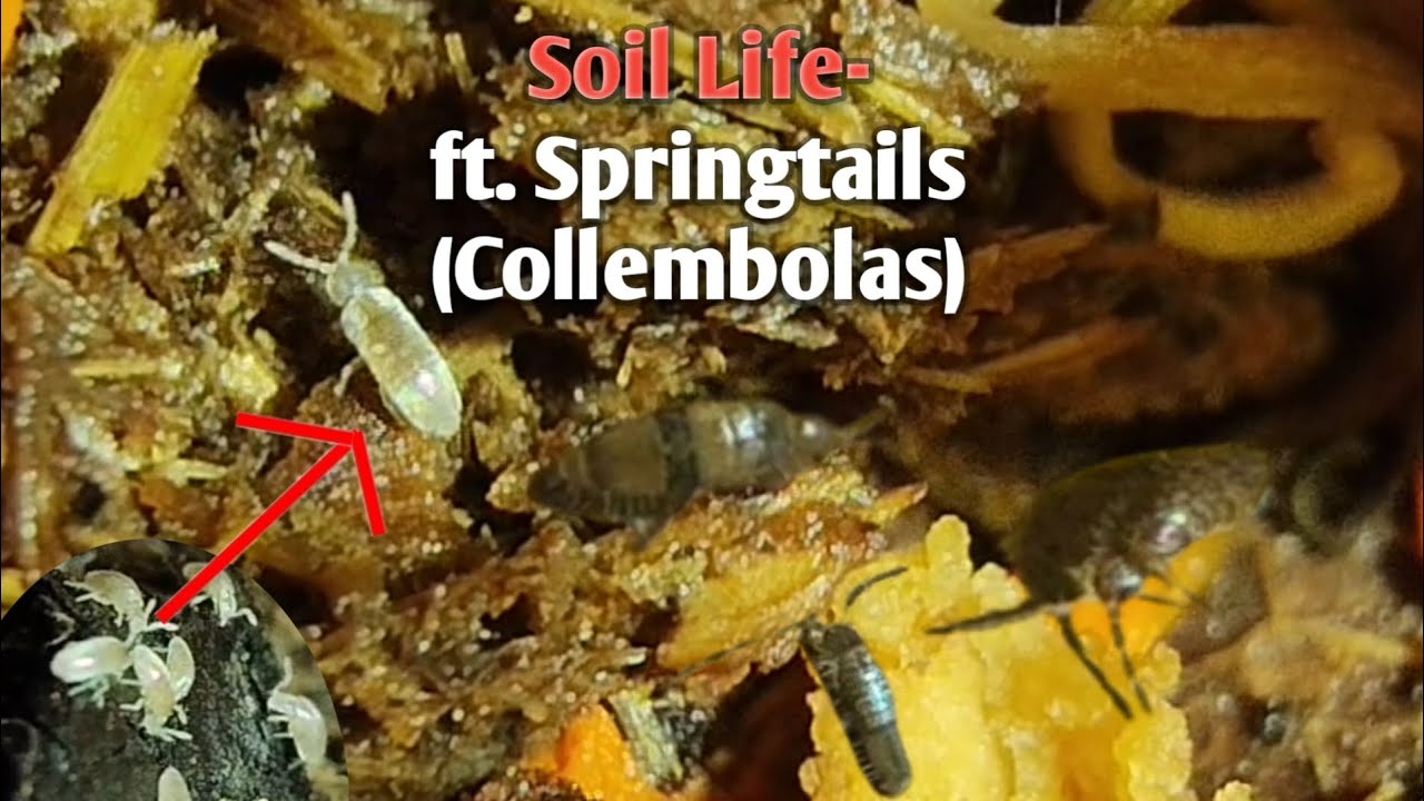 LIVE 🔴 Watching My Springtails (Collembolas) ....Soil Life