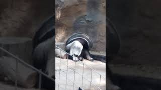 Zoo Shorts Anteater