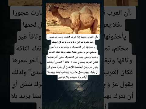 أن العرب قديم ا إذا كبرت الناقة وصارت عجوزا فلا يعود لها لبن ولا ولد ولا يؤكل لحمها يأخذونها إلى