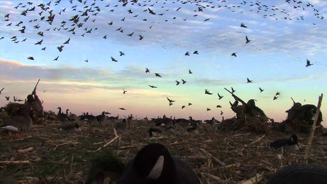 Kansas Goose HuntingThanksgiving 2012 YouTube