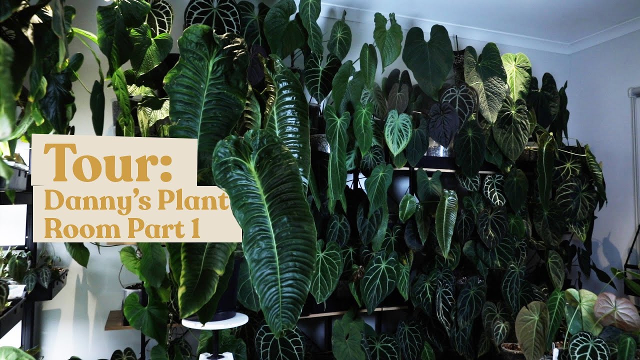 Danny's (@leafy__boi) Plant Room Tour | Anthurium, Philodendron & Hoya