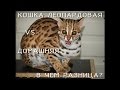 Леопардовая кошка: реально ли ее приручить? Wild cat