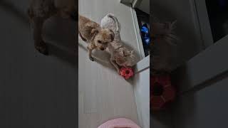재능발견!!!~사랑이의 발재간!!~~^^♡가족심리상담 화곡 우장산♡