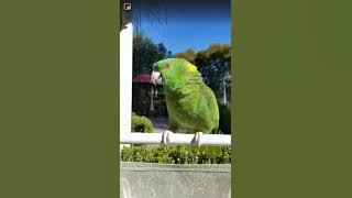 parrot talking and crying like a baby