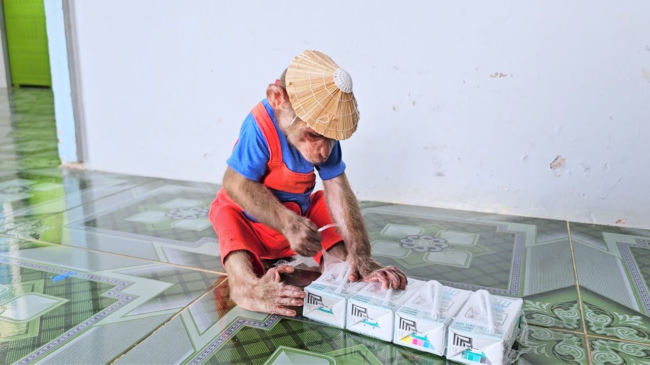 Цель – невероятная сила! Молочный план SU по превращению в самую сильную обезьяну в мире!