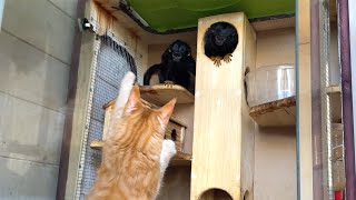 MAINE COON MELISSA MEETS MONKEYS / Visiting ZOOCOM club ​