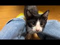 【祝】新入り子猫が初めてお返事してくれました!!!!!!!!!
