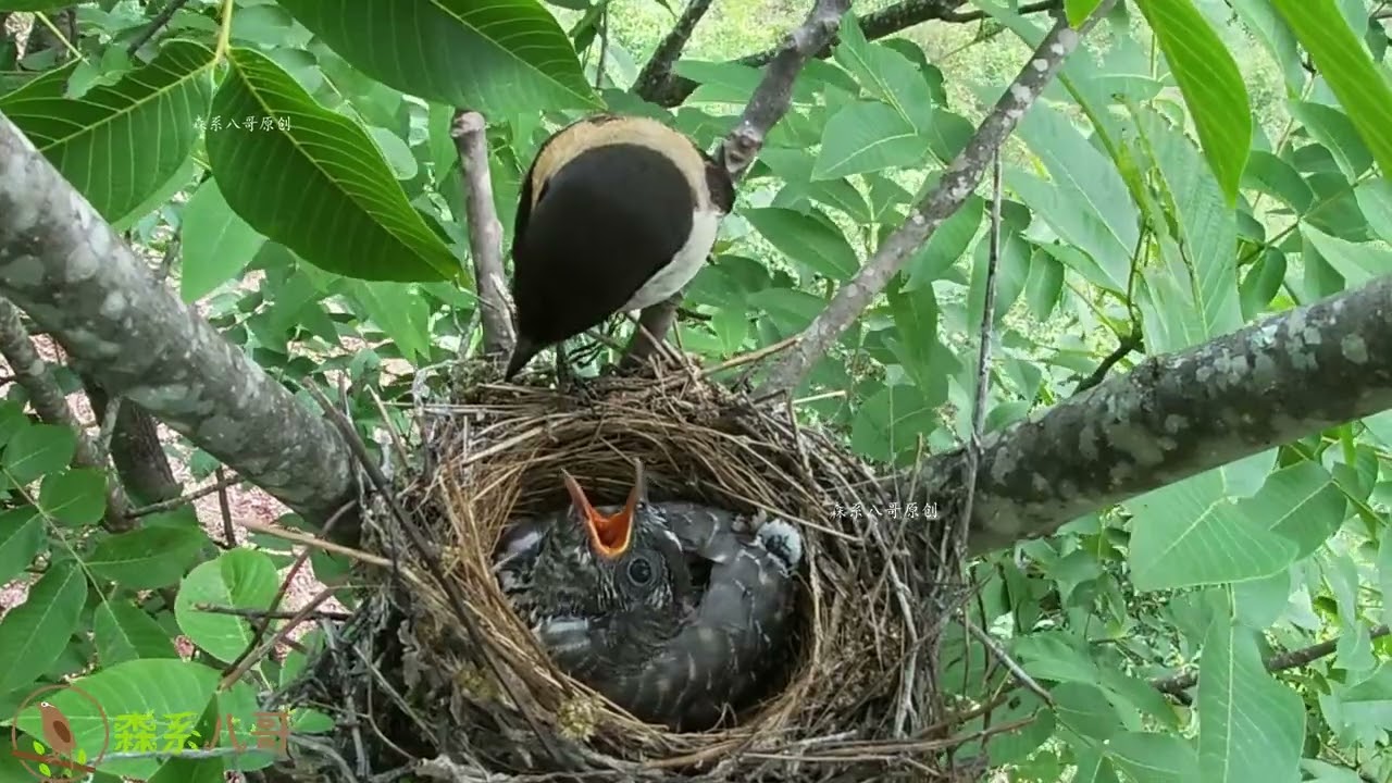 コパークラフト  鶏と子供 コパークラフト 鶏と子供 【公式通販】