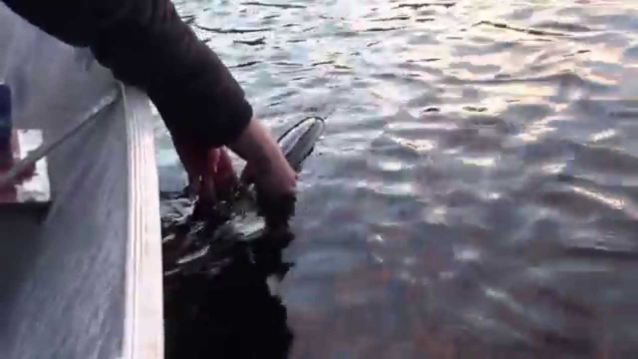 Mikes 3rd Master Angler Walleye and it is released. YouTube