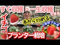 【春から始めるイチゴ栽培】春なら最速1週間で収穫可能🍓一度植えれば一生イチゴ収穫を楽しみ続ける方法(植え方次第では、楽に管理できちゃうよ‼️)/ 人工授粉の方法も/話題の白イチゴあり【家庭菜園】