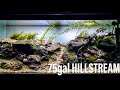 75 Gallon Hillstream Aquarium