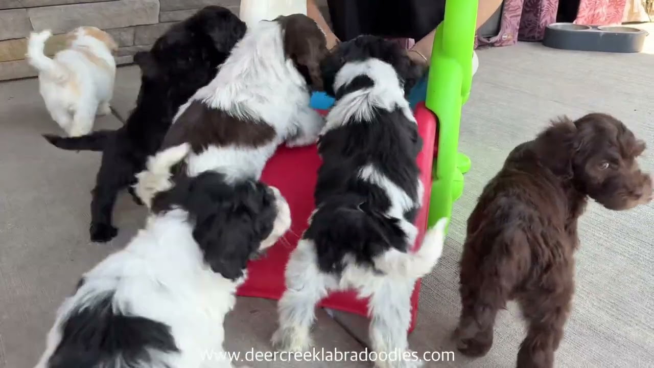 Crue’s Mini Labradoodle Puppies!! NEW!