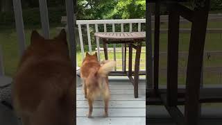 This is typical for Finnish spitz. Subscribe to see more videos about finkie