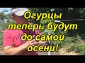 Огурцы в открытом грунте -легко и много!!!