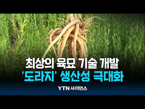 신기술 &amp;#39;도라지 육묘&amp;#39; 보급해보니…생산성↑ 노동력↓| 과학뉴스 24.07.03